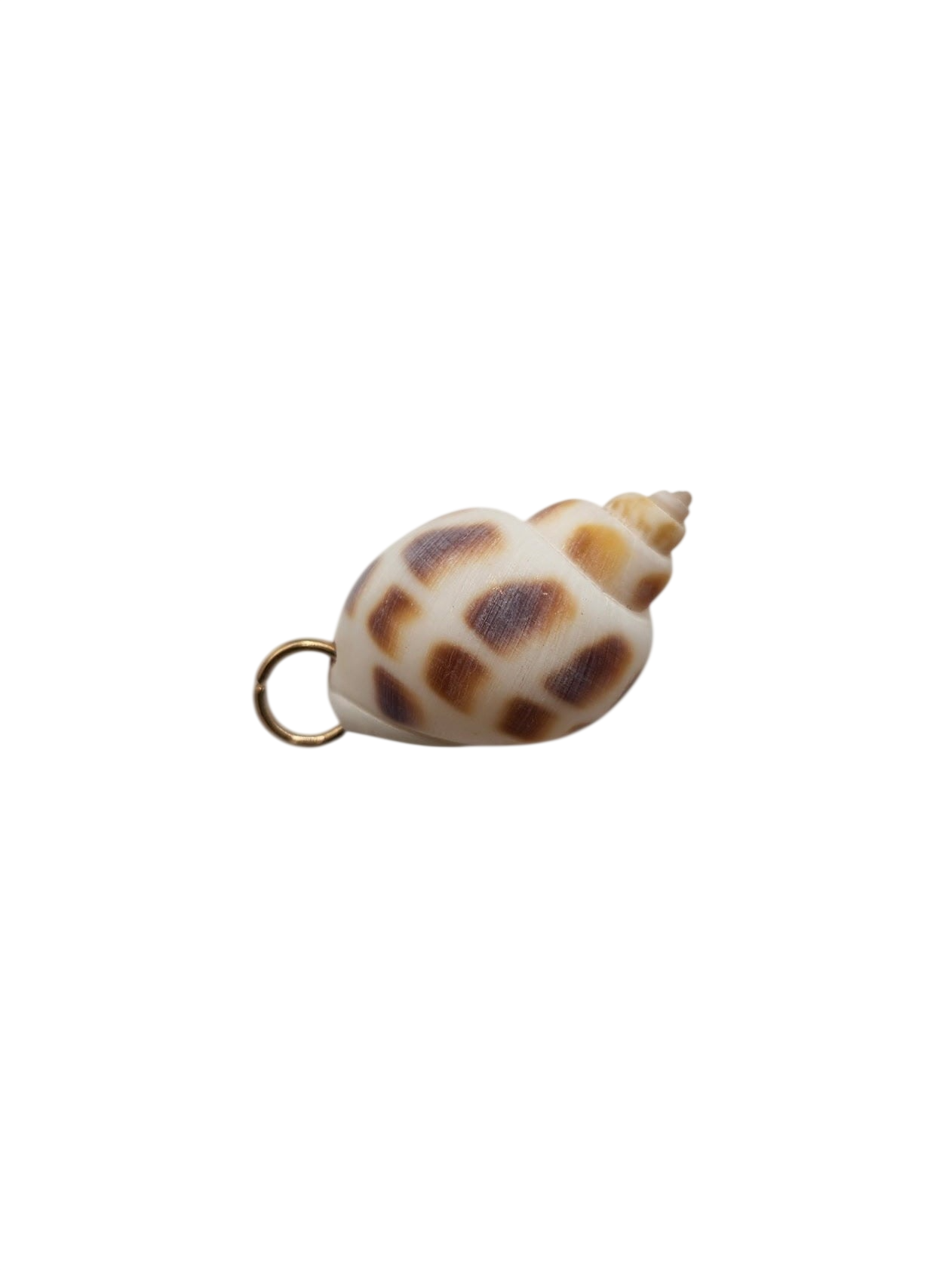 Natural Sea Shell Charm