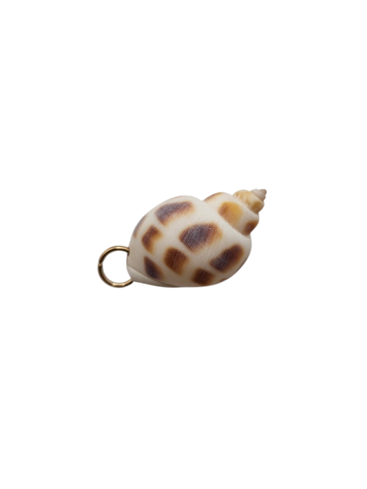 Natural Sea Shell Charm